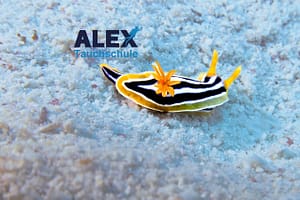 WhatsApp Image 2025 05 27 At 7.27.54 PM (3)