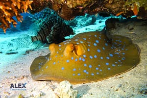 WhatsApp Image 2025 05 27 At 7.27.57 PM (1)