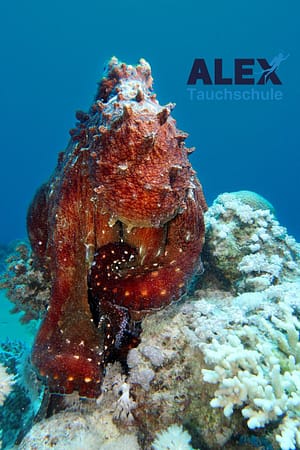 WhatsApp Image 2024 05 26 At 7.39.00 PM (1)