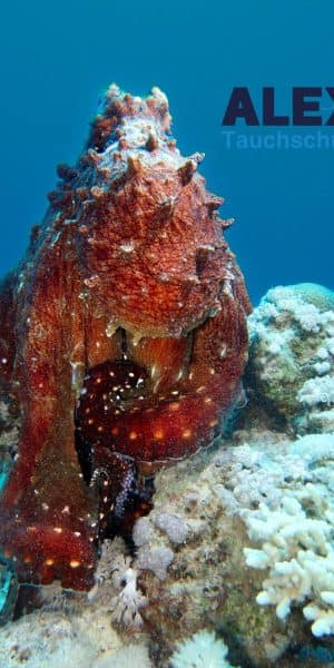 WhatsApp Image 2024 05 26 At 7.39.00 PM (1)