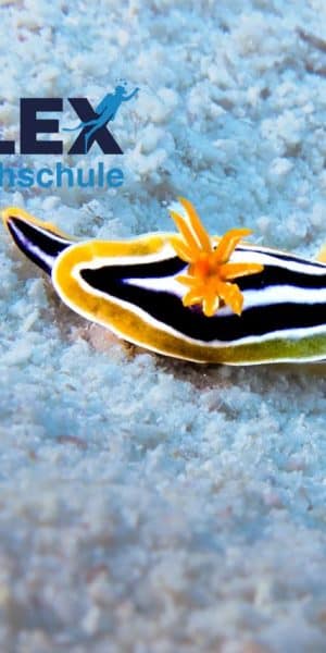 WhatsApp Image 2025 05 27 At 7.27.54 PM (3)